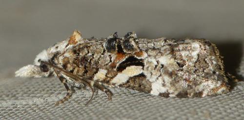 Phtheochroa sp.